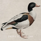 Mallard Duck Bird Print Digital Download (Antique Natural History Wall Art)