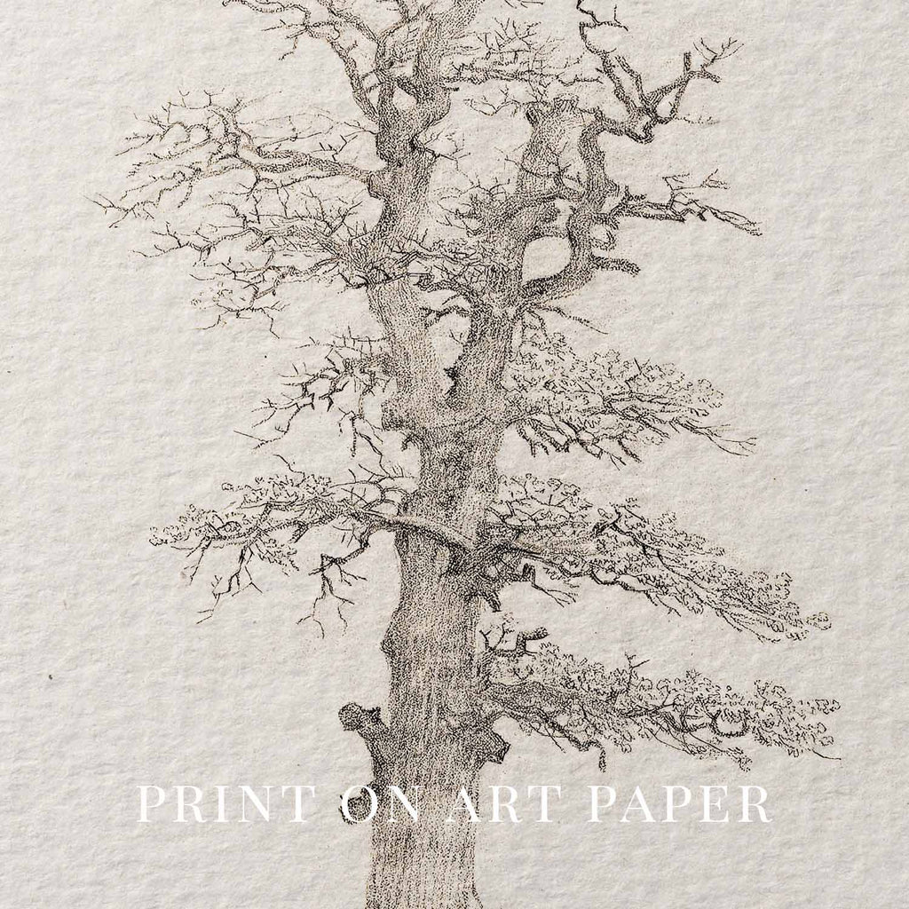 Winter Oak Tree Wall Art Printable | Antique Minimal Pencil Sketch Print