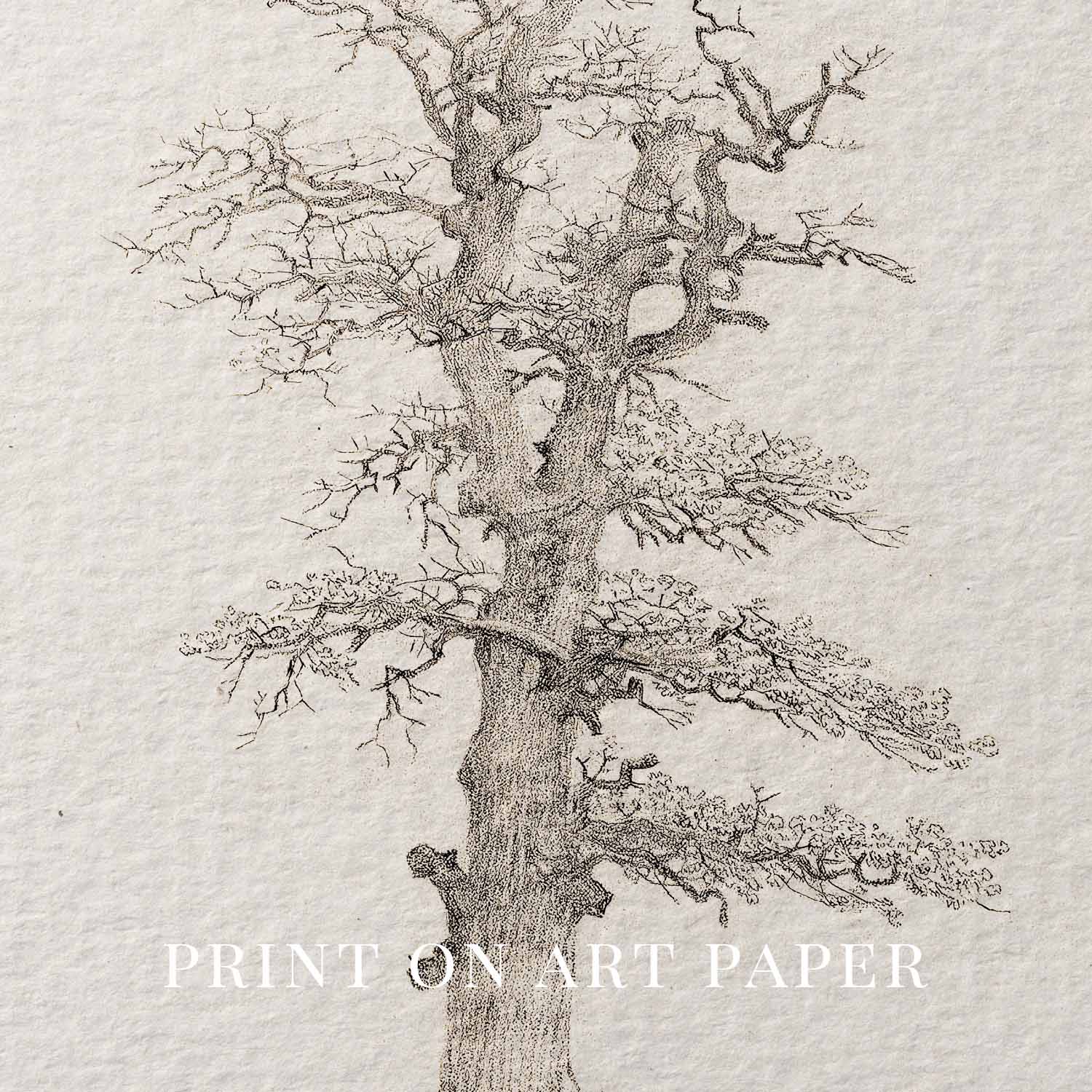 Winter Oak Tree Wall Art Printable | Antique Minimal Pencil Sketch Print