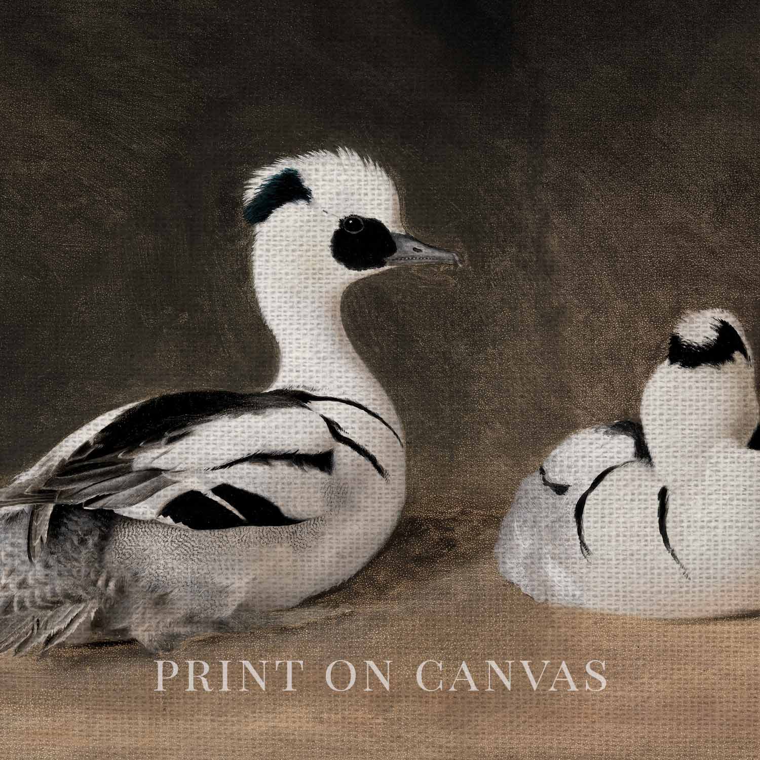 Two Smews Bird Print Digital Download (Antique Natural History Oil Painting Wall Art)