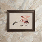 Roseate Spoonbill Bird Print Digital Download (Antique Natural History Illustration Wall Art)