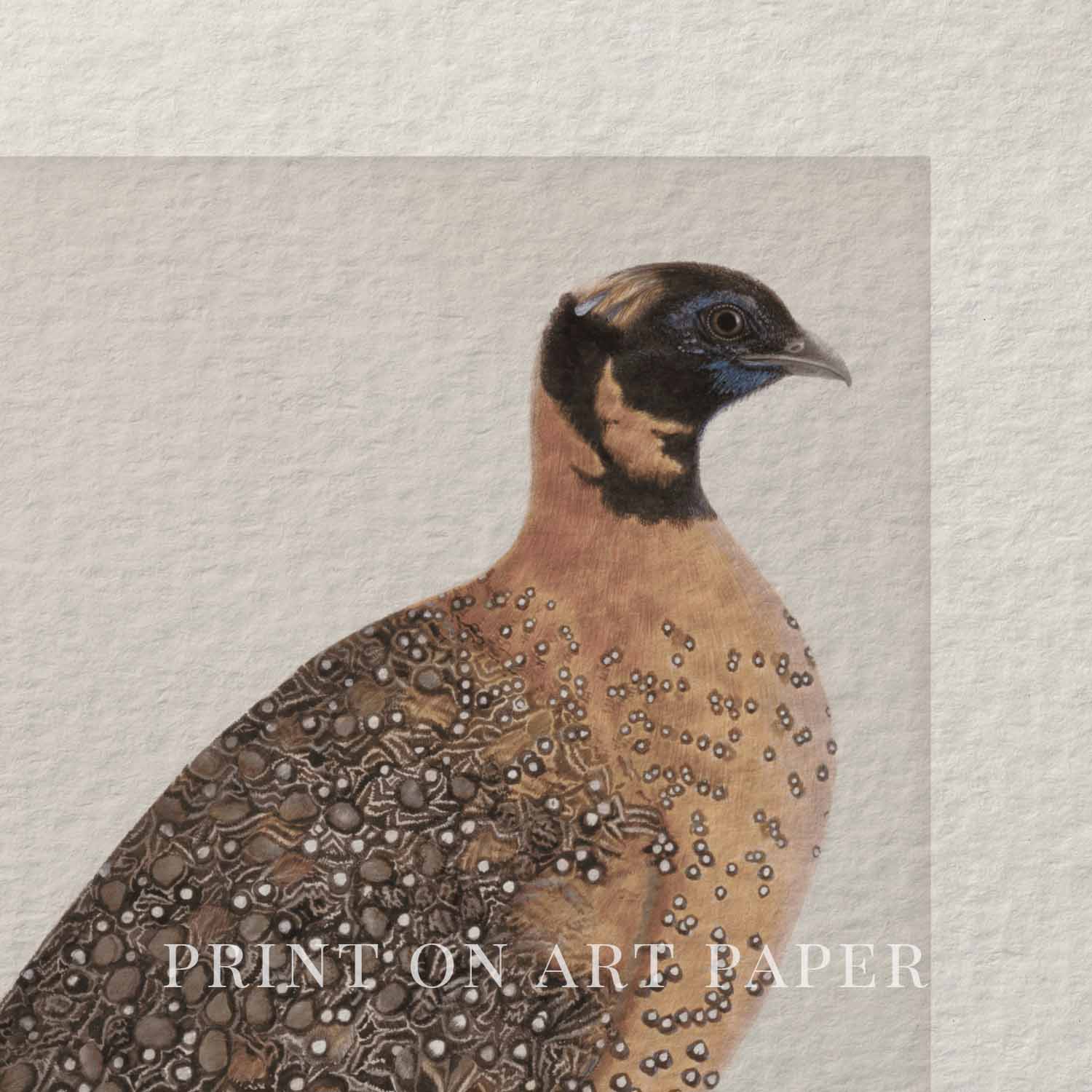 Guinea Fowl Bird Print Digital Download (Antique Ornithology Farmhouse Wall Art)