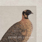 Guinea Fowl Bird Print Digital Download (Antique Ornithology Farmhouse Wall Art)