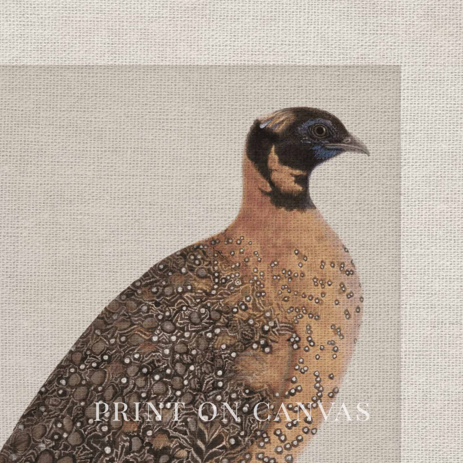 Guinea Fowl Bird Print Digital Download (Antique Ornithology Farmhouse Wall Art)