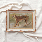 Boho Safari Tiger Wall Art Print (Neutral Grasslands Wildlife Landscape Decor)
