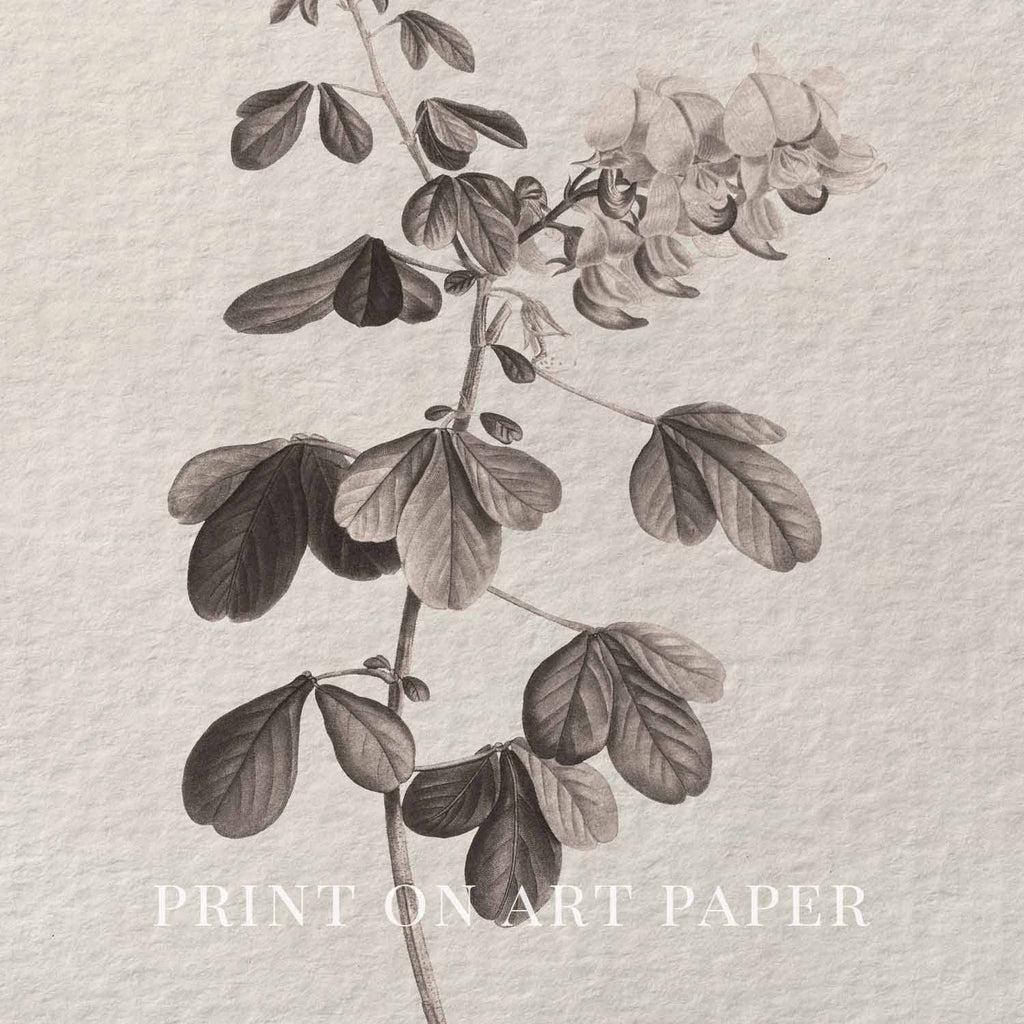 Neutral Botanical Pencil Drawing Wall Art Print Digital Download – Antique Moody Floral Illustration Printable Wall Art