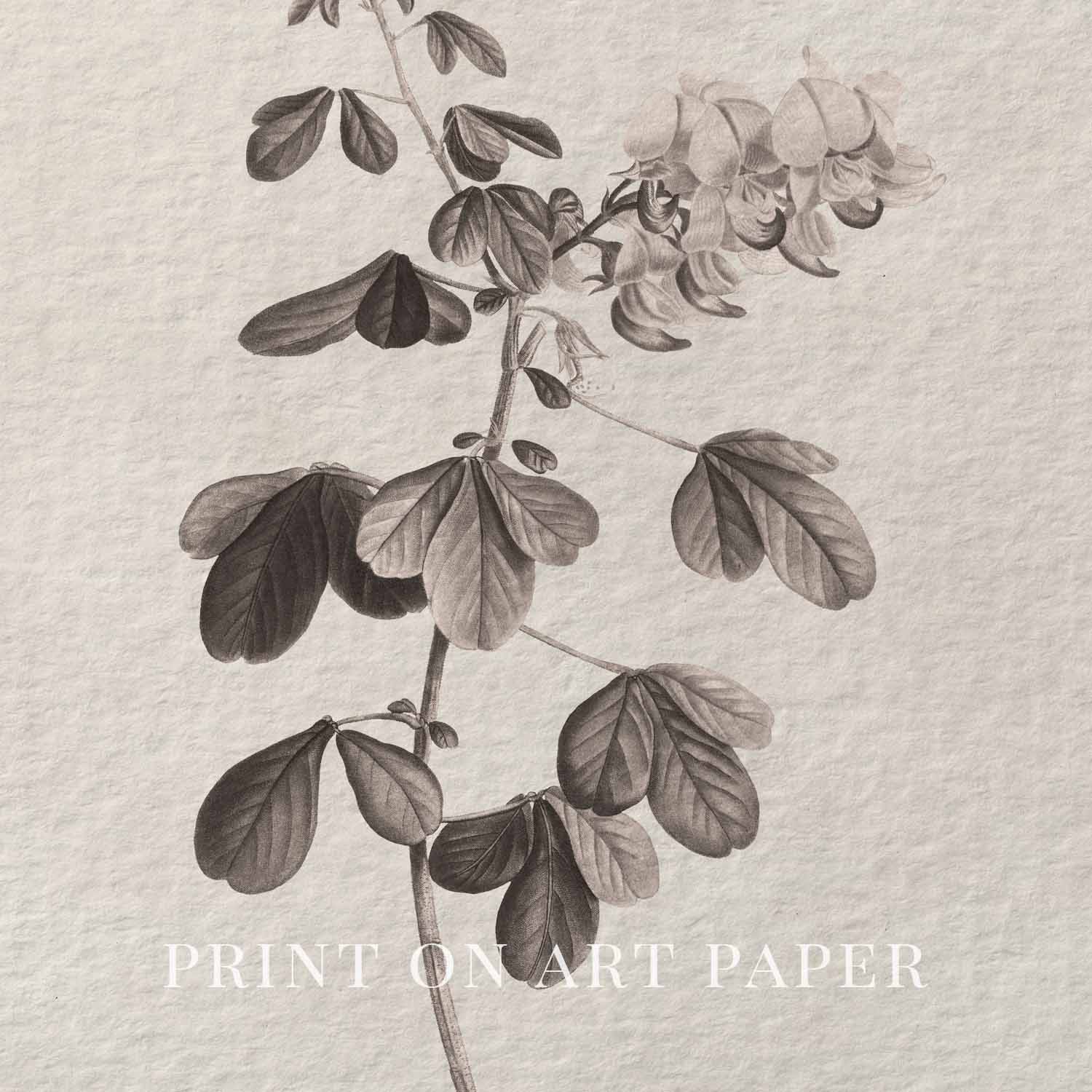 Neutral Botanical Pencil Drawing Wall Art Print Digital Download – Antique Moody Floral Illustration Printable Wall Art