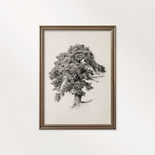 Antique Oak Tree Wall Art Printable | Minimal Botanical Pencil Sketch Print