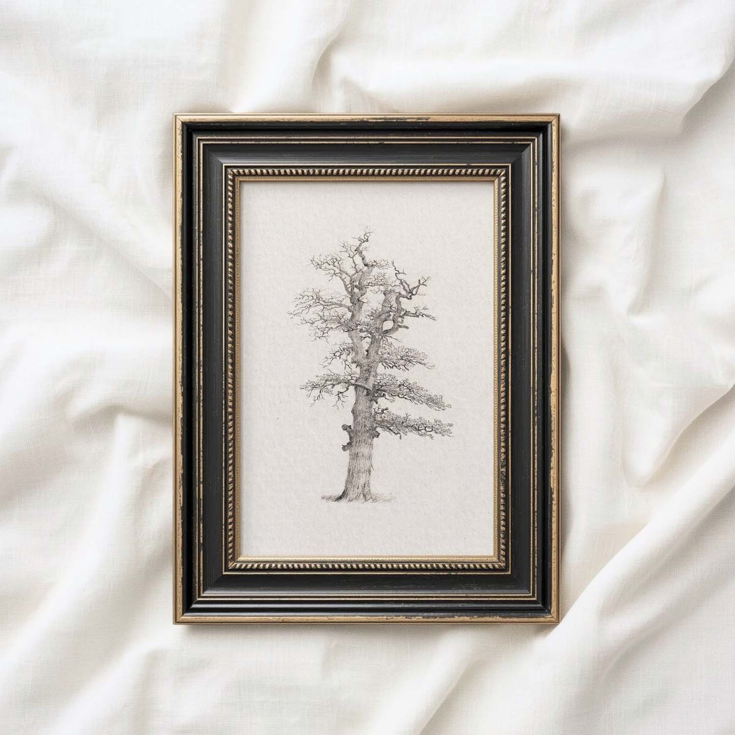 Winter Oak Tree Wall Art Printable | Antique Minimal Pencil Sketch Print