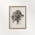 Antique Oak Tree Wall Art Printable | Minimal Botanical Pencil Sketch Print