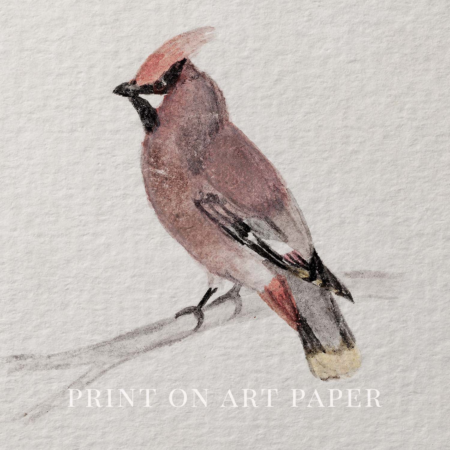 Bohemian Waxwing Vintage Bird Print Digital Download (Antique Ornithology Ink Illustration)