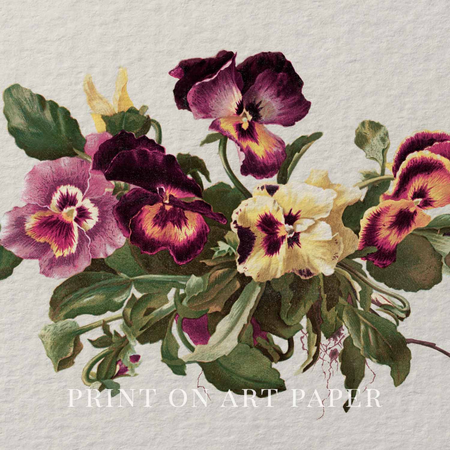 Pansy Botanical Wall Art Print Digital Download – Vintage Herbarium Flower Illustration Printable Wall Art