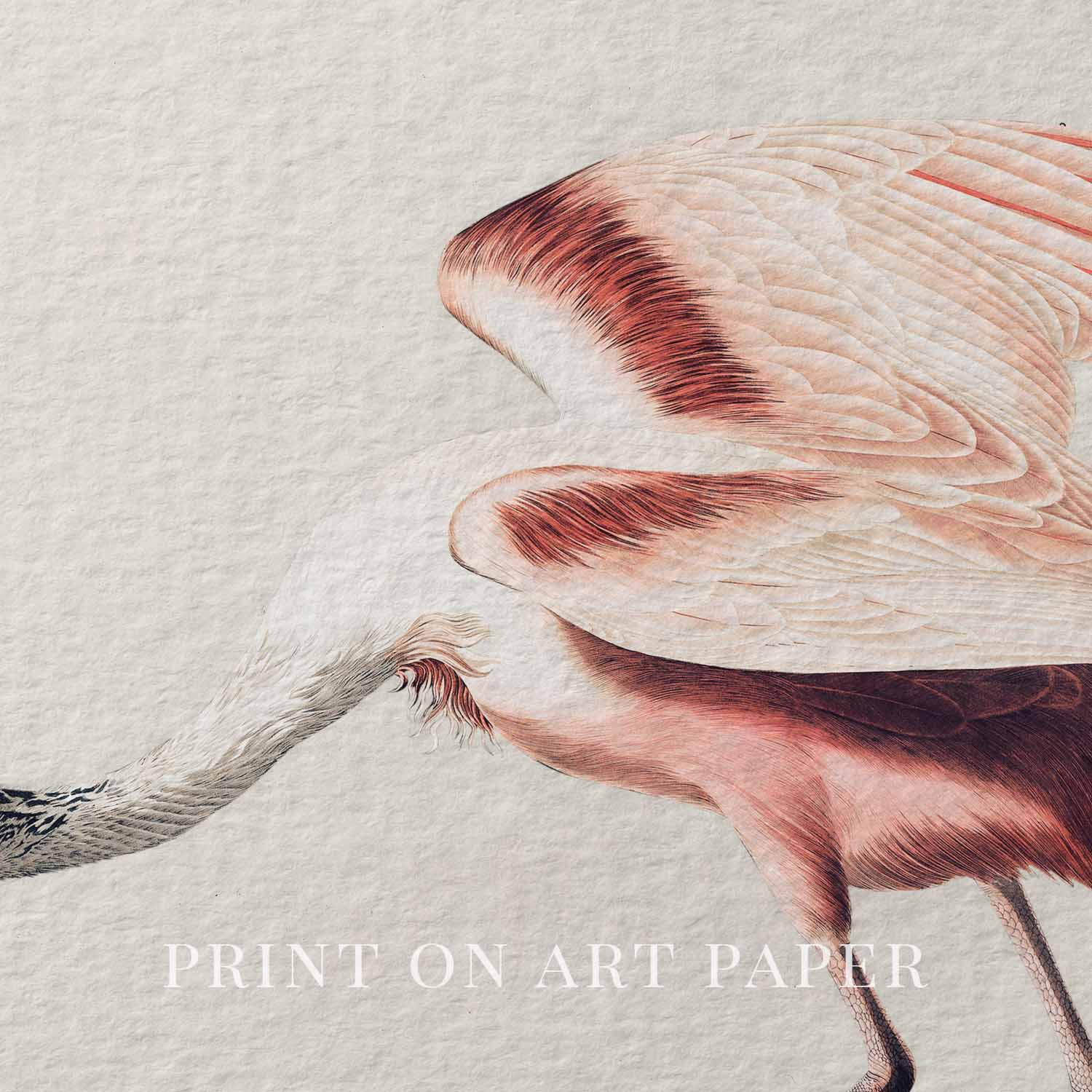 Roseate Spoonbill Bird Print Digital Download (Antique Natural History Illustration Wall Art)