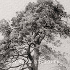 Antique Pine Tree Wall Art Printable | Minimal Botanical Pencil Sketch Print