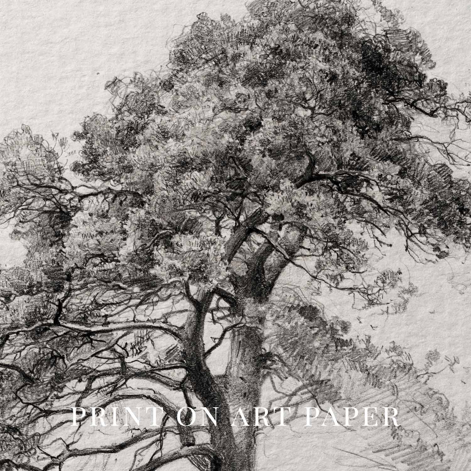 Antique Pine Tree Wall Art Printable | Minimal Botanical Pencil Sketch Print