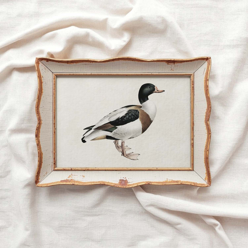Mallard Duck Bird Print Digital Download (Antique Natural History Wall Art)