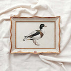Mallard Duck Bird Print Digital Download (Antique Natural History Wall Art)