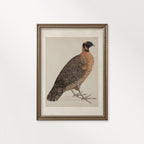 Guinea Fowl Bird Print Digital Download (Antique Ornithology Farmhouse Wall Art)