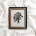 Antique Oak Tree Wall Art Printable | Minimal Botanical Pencil Sketch Print