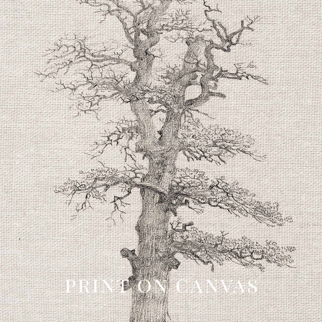 Winter Oak Tree Wall Art Printable | Antique Minimal Pencil Sketch Print
