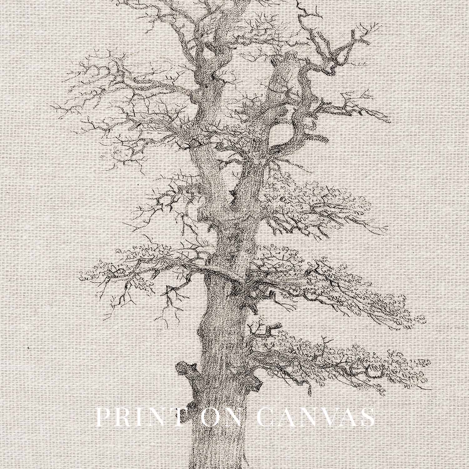 Winter Oak Tree Wall Art Printable | Antique Minimal Pencil Sketch Print