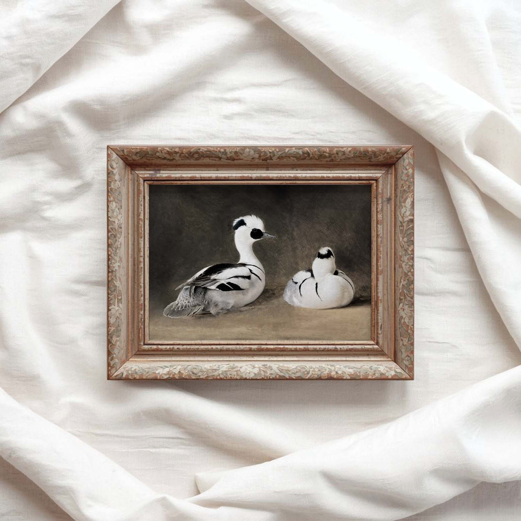 Two Smews Bird Print Digital Download (Antique Natural History Oil Painting Wall Art)