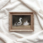 Two Smews Bird Print Digital Download (Antique Natural History Oil Painting Wall Art)