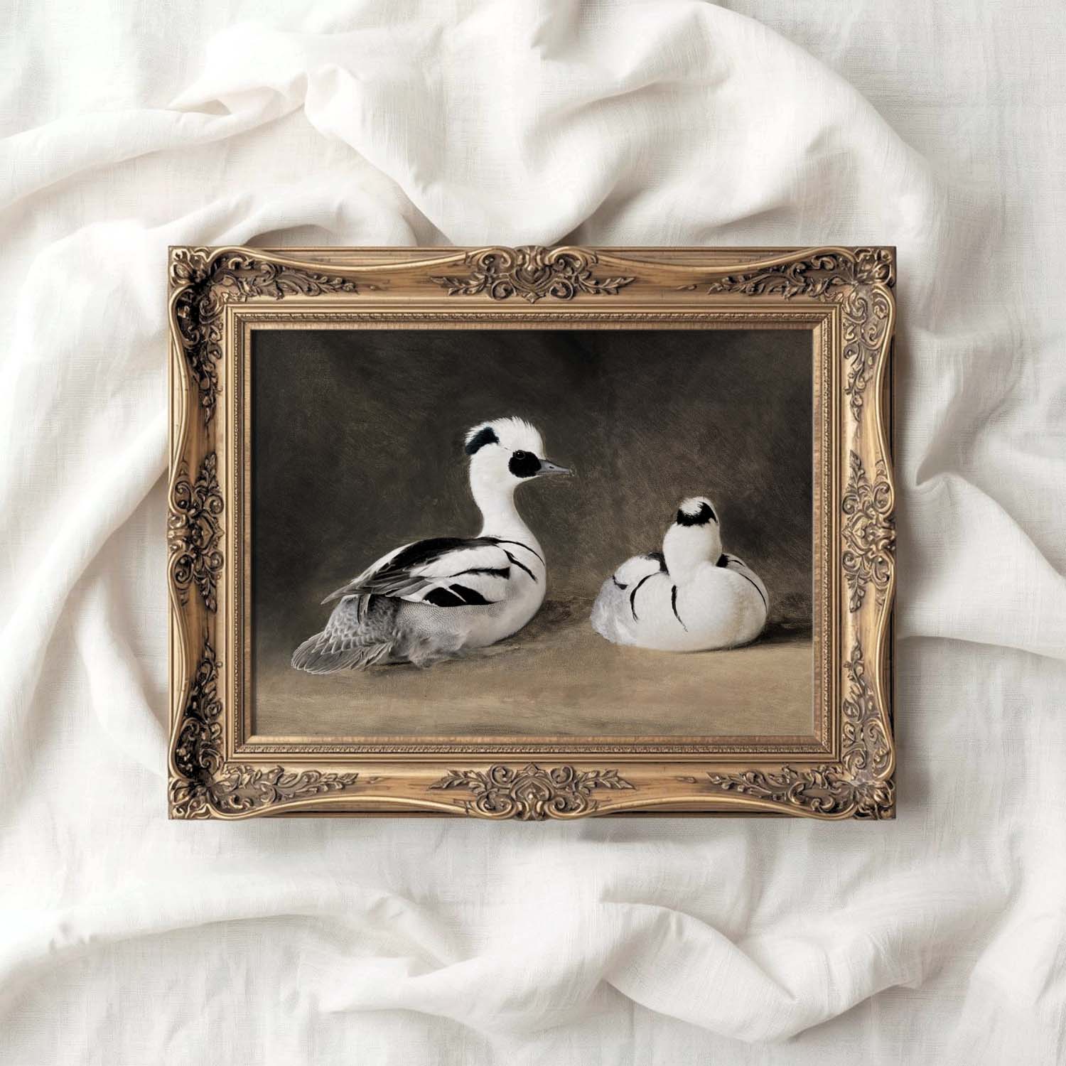 Two Smews Bird Print Digital Download (Antique Natural History Oil Painting Wall Art)