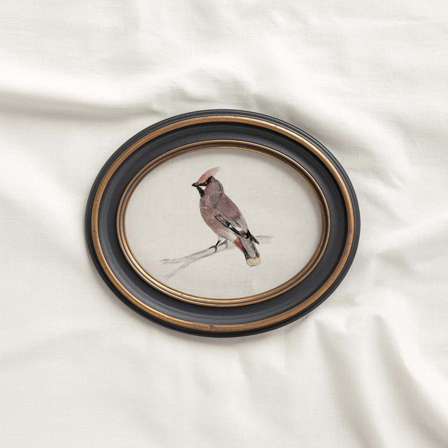 Bohemian Waxwing Vintage Bird Print Digital Download (Antique Ornithology Ink Illustration)