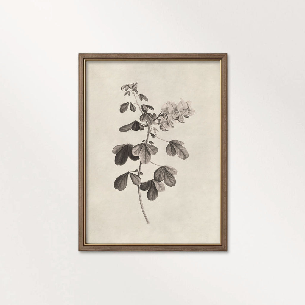 Neutral Botanical Pencil Drawing Wall Art Print Digital Download – Antique Moody Floral Illustration Printable Wall Art
