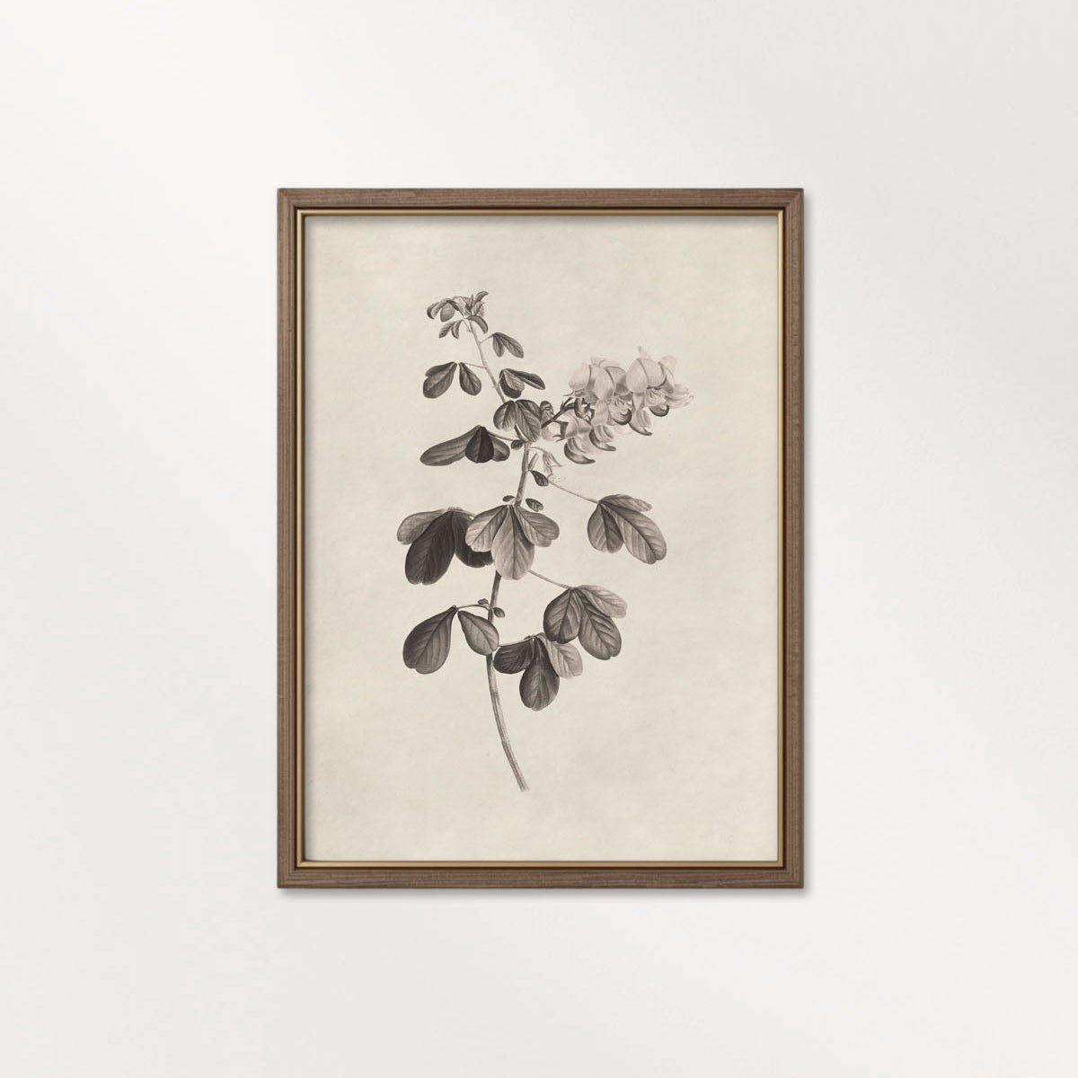 Neutral Botanical Pencil Drawing Wall Art Print Digital Download – Antique Moody Floral Illustration Printable Wall Art