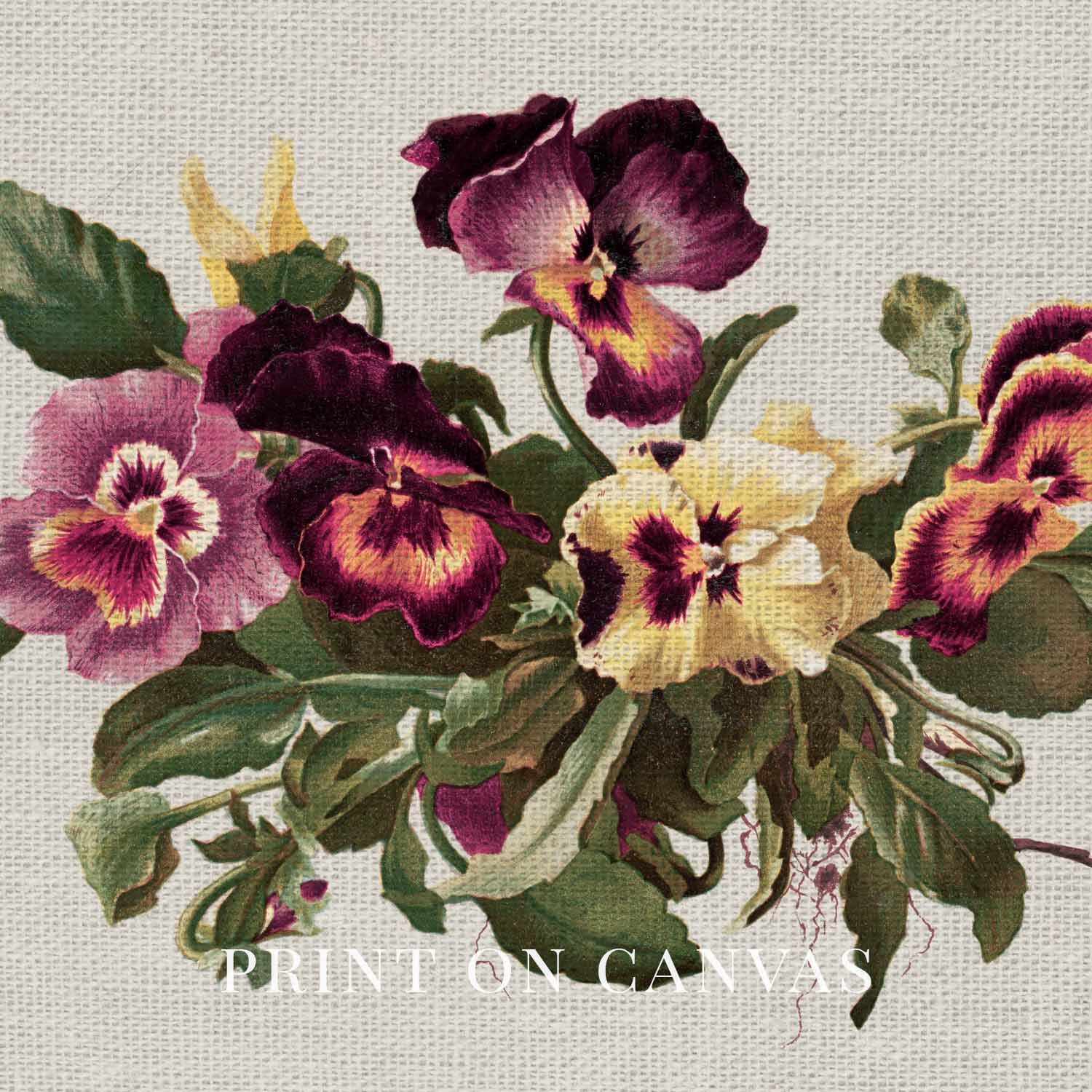 Pansy Botanical Wall Art Print Digital Download – Vintage Herbarium Flower Illustration Printable Wall Art