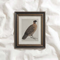 Guinea Fowl Bird Print Digital Download (Antique Ornithology Farmhouse Wall Art)