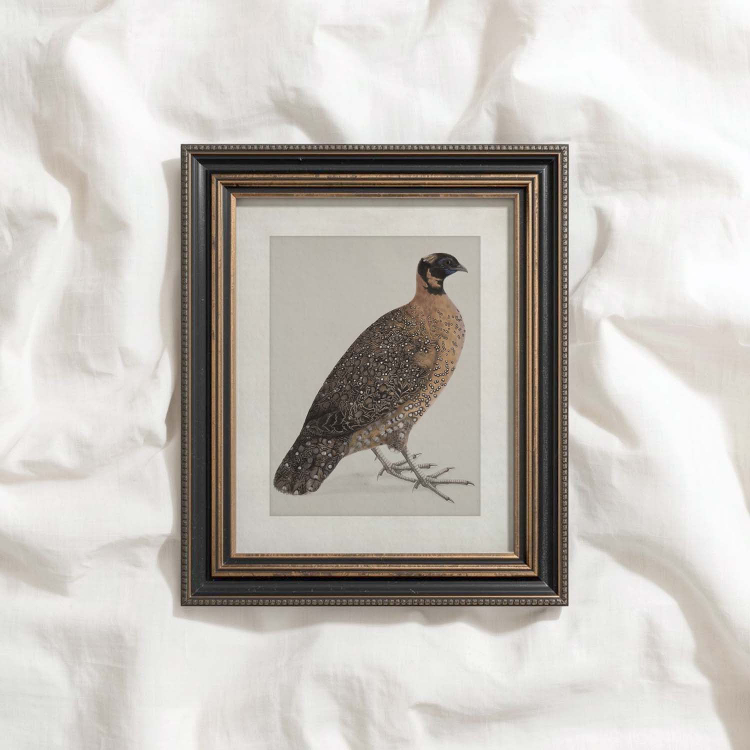 Guinea Fowl Bird Print Digital Download (Antique Ornithology Farmhouse Wall Art)