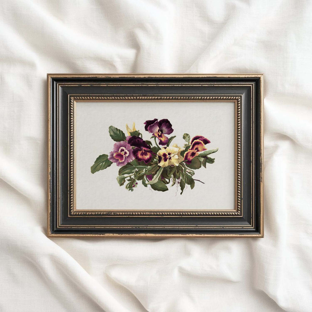 Pansy Botanical Wall Art Print Digital Download – Vintage Herbarium Flower Illustration Printable Wall Art