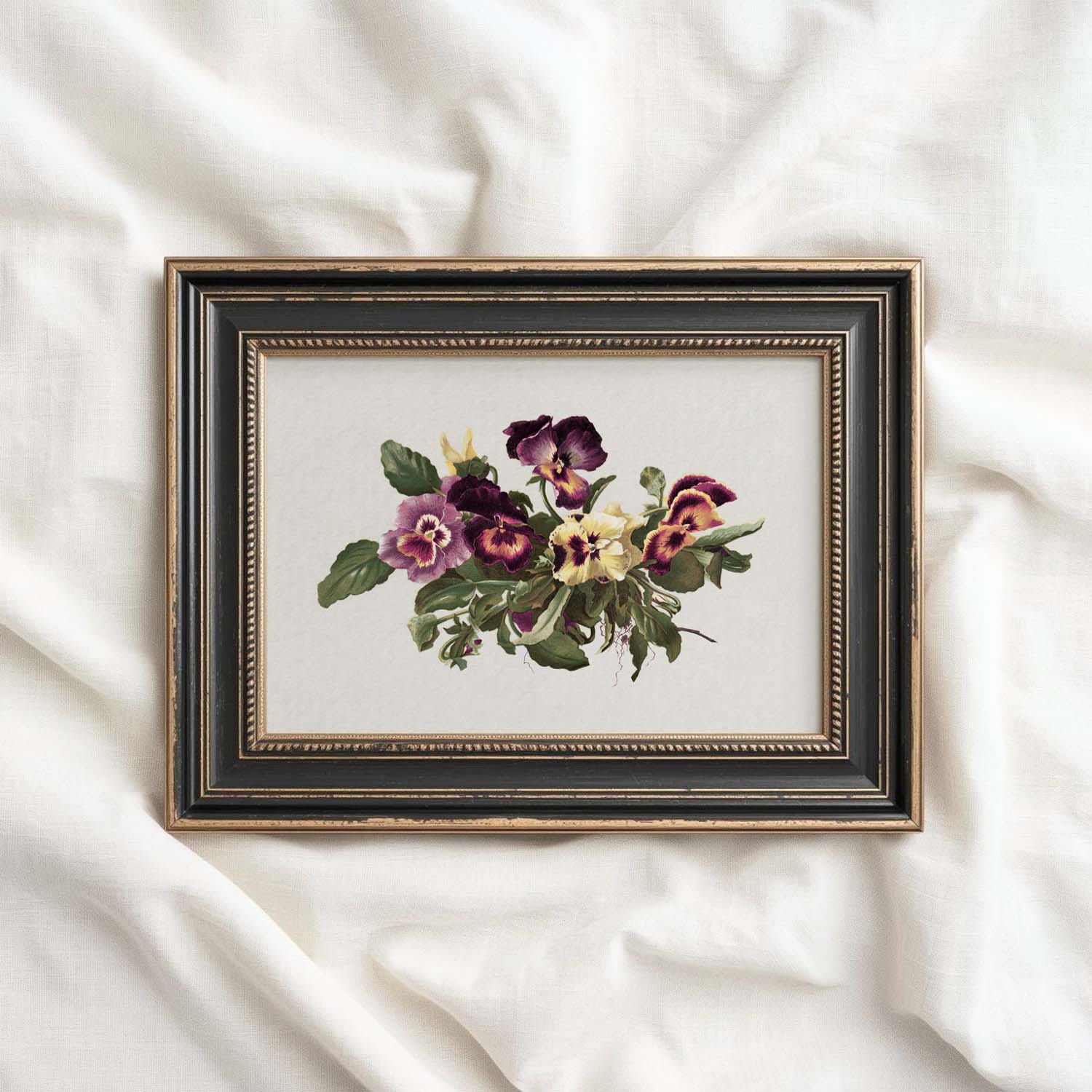 Pansy Botanical Wall Art Print Digital Download – Vintage Herbarium Flower Illustration Printable Wall Art