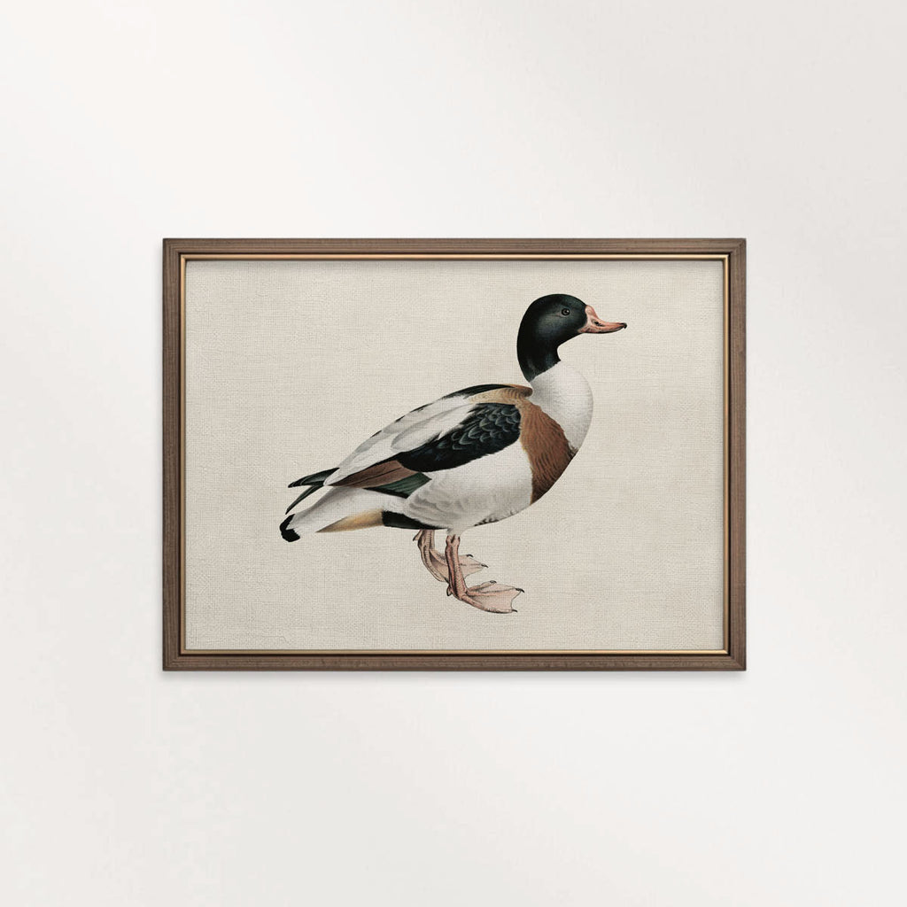 Mallard Duck Bird Print Digital Download (Antique Natural History Wall Art)