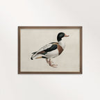 Mallard Duck Bird Print Digital Download (Antique Natural History Wall Art)