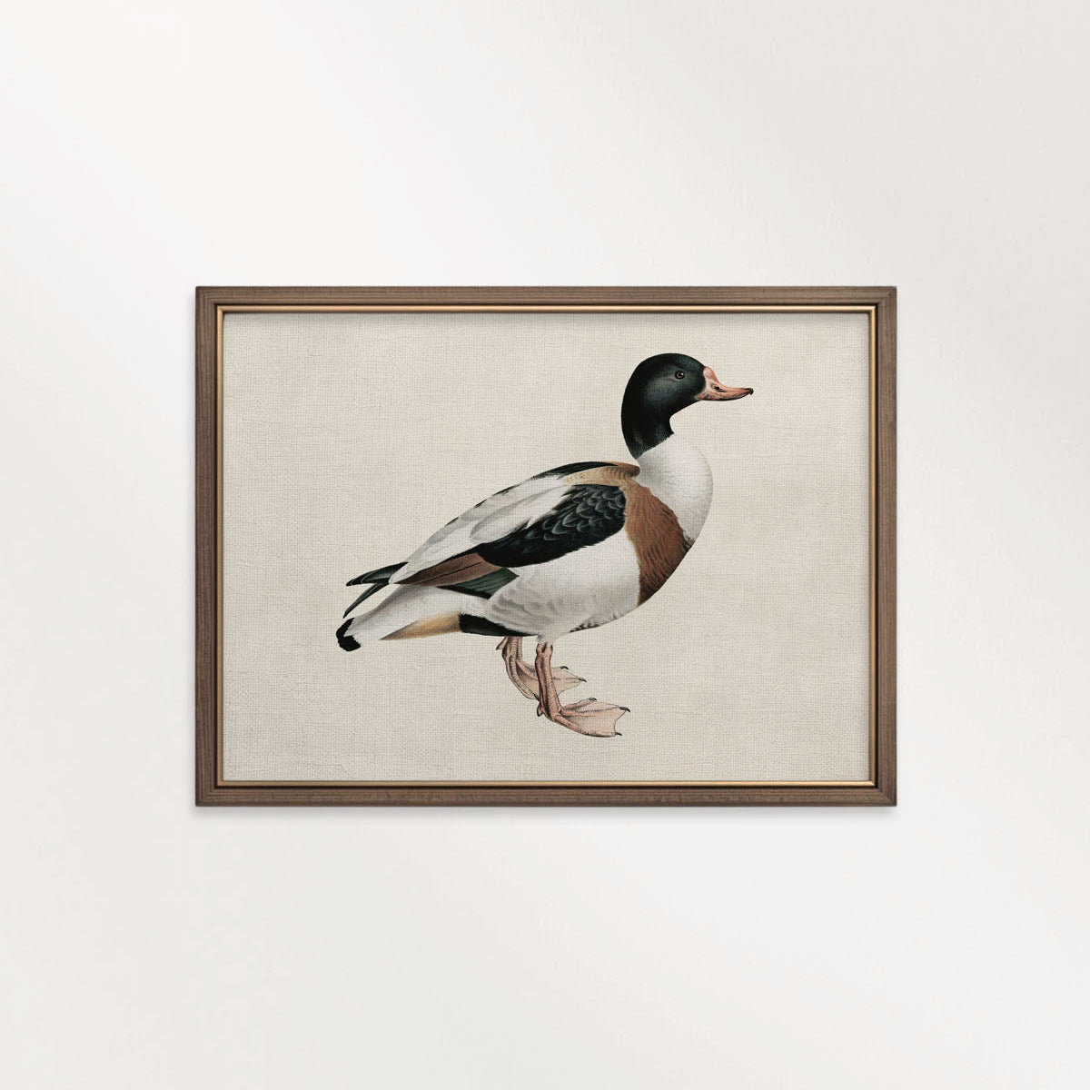 Mallard Duck Bird Print Digital Download (Antique Natural History Wall Art)