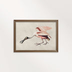 Roseate Spoonbill Bird Print Digital Download (Antique Natural History Illustration Wall Art)