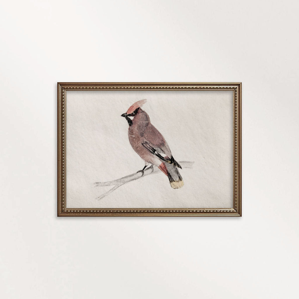 Bohemian Waxwing Vintage Bird Print Digital Download (Antique Ornithology Ink Illustration)