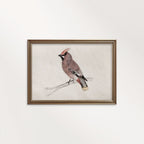 Bohemian Waxwing Vintage Bird Print Digital Download (Antique Ornithology Ink Illustration)