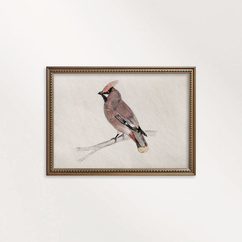 Bohemian Waxwing Vintage Bird Print Digital Download (Antique Ornithology Ink Illustration)