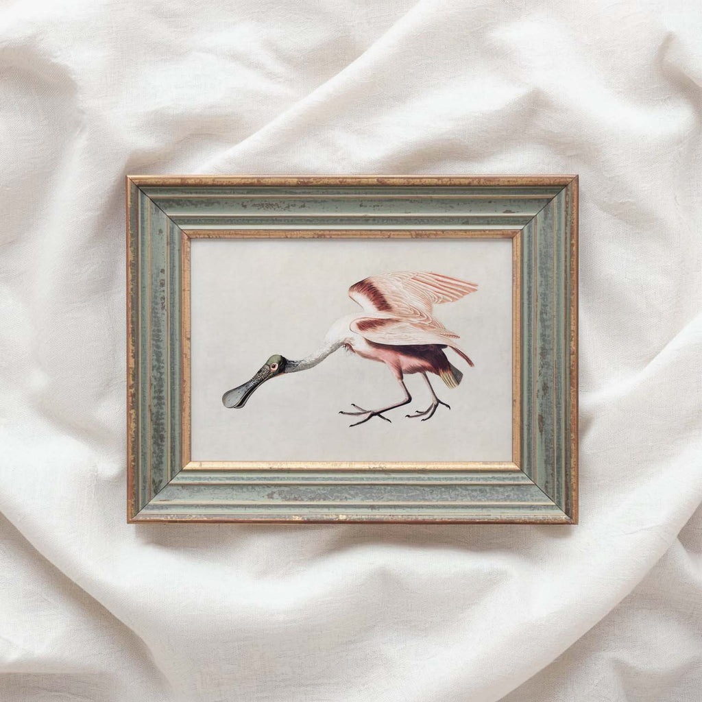 Roseate Spoonbill Bird Print Digital Download (Antique Natural History Illustration Wall Art)