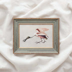 Roseate Spoonbill Bird Print Digital Download (Antique Natural History Illustration Wall Art)
