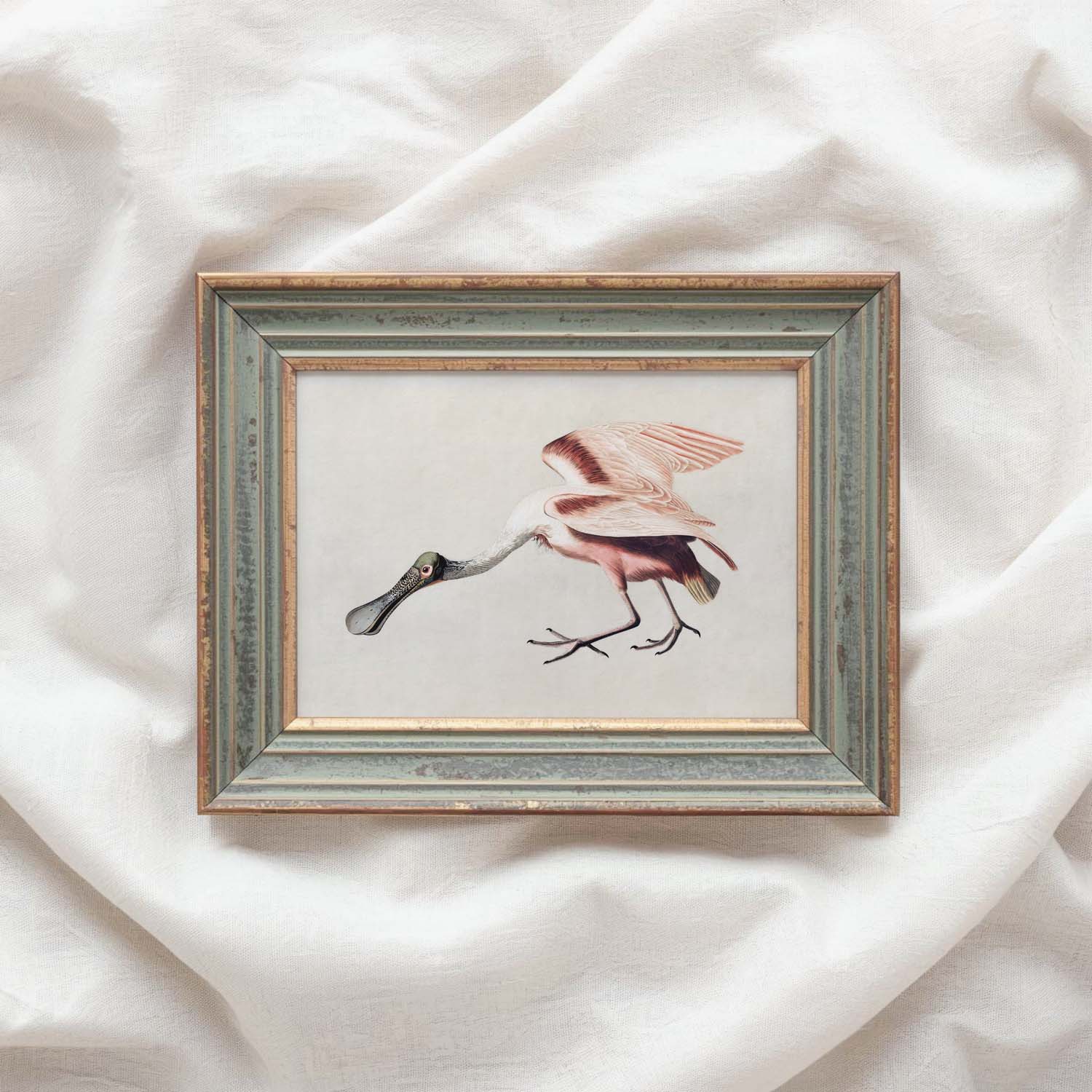 Roseate Spoonbill Bird Print Digital Download (Antique Natural History Illustration Wall Art)