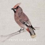 Bohemian Waxwing Vintage Bird Print Digital Download (Antique Ornithology Ink Illustration)