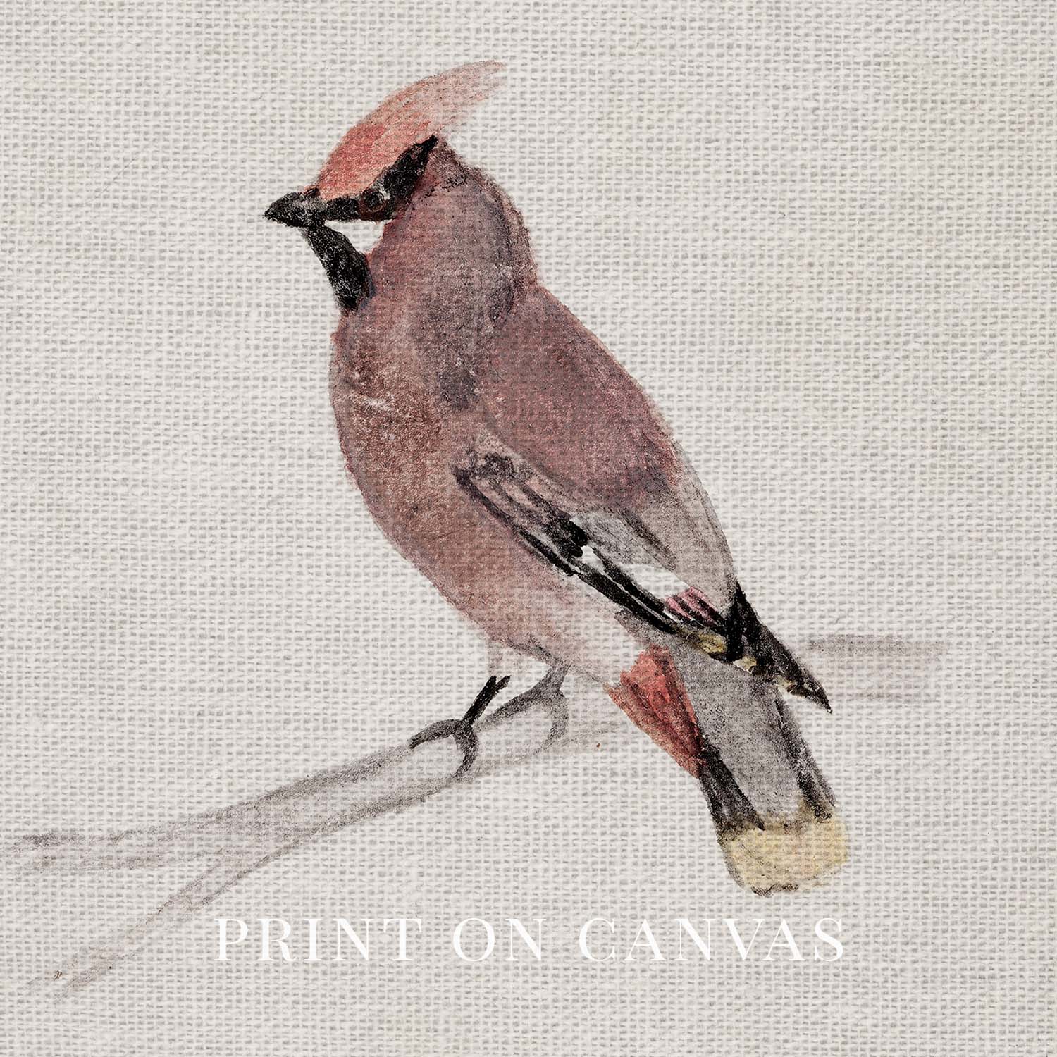 Bohemian Waxwing Vintage Bird Print Digital Download (Antique Ornithology Ink Illustration)