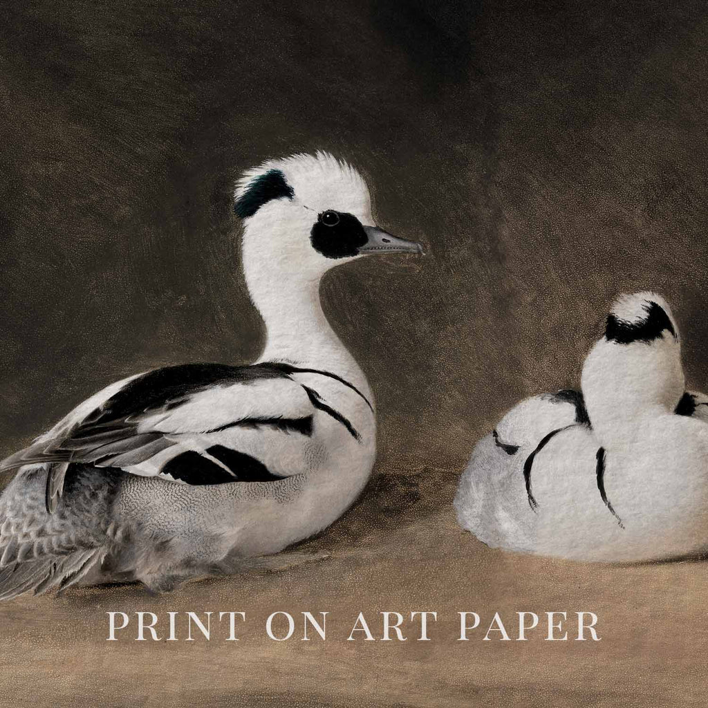 Two Smews Bird Print Digital Download (Antique Natural History Oil Painting Wall Art)