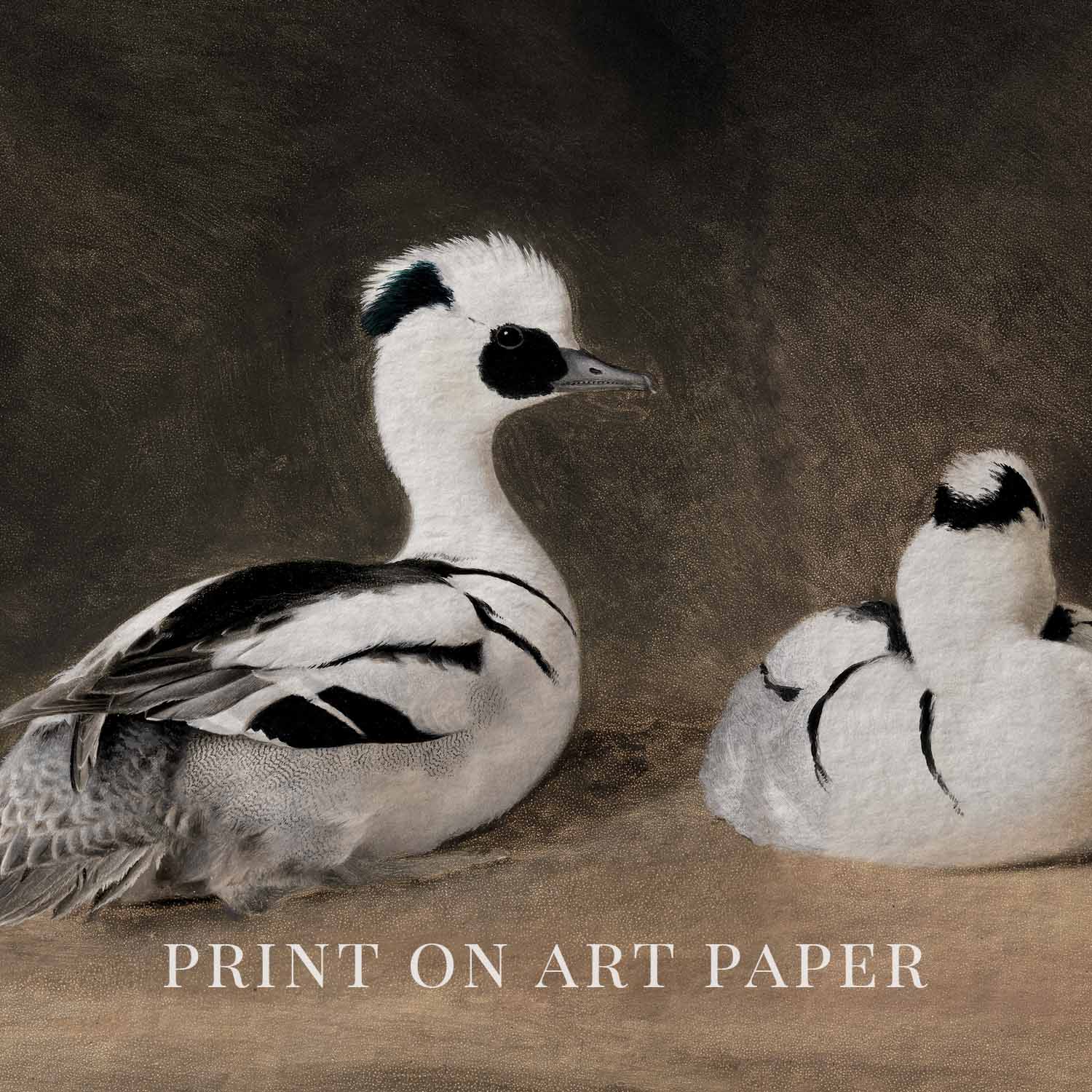 Two Smews Bird Print Digital Download (Antique Natural History Oil Painting Wall Art)